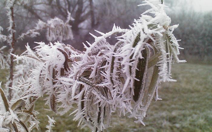 Eukalyptus überwintern im wohnzimmer