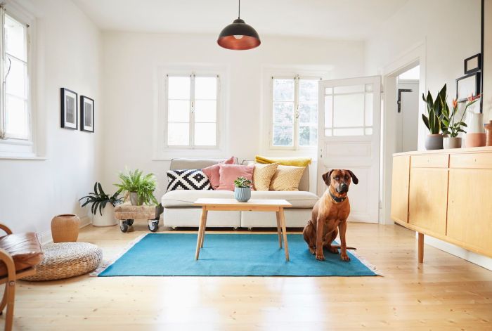 Hund schläft alleine im Wohnzimmer Geborgenheit finden