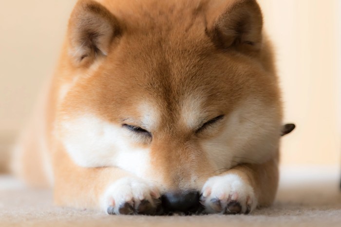 Hund schläft alleine im wohnzimmer